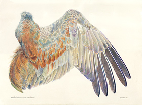 Sandhill Crane