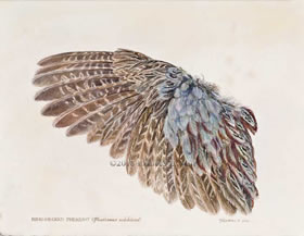 Ring Necked Pheasant